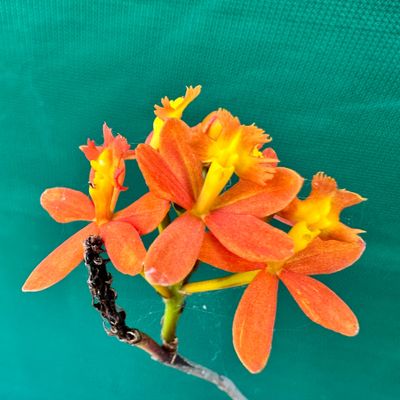 Epidendrum orange