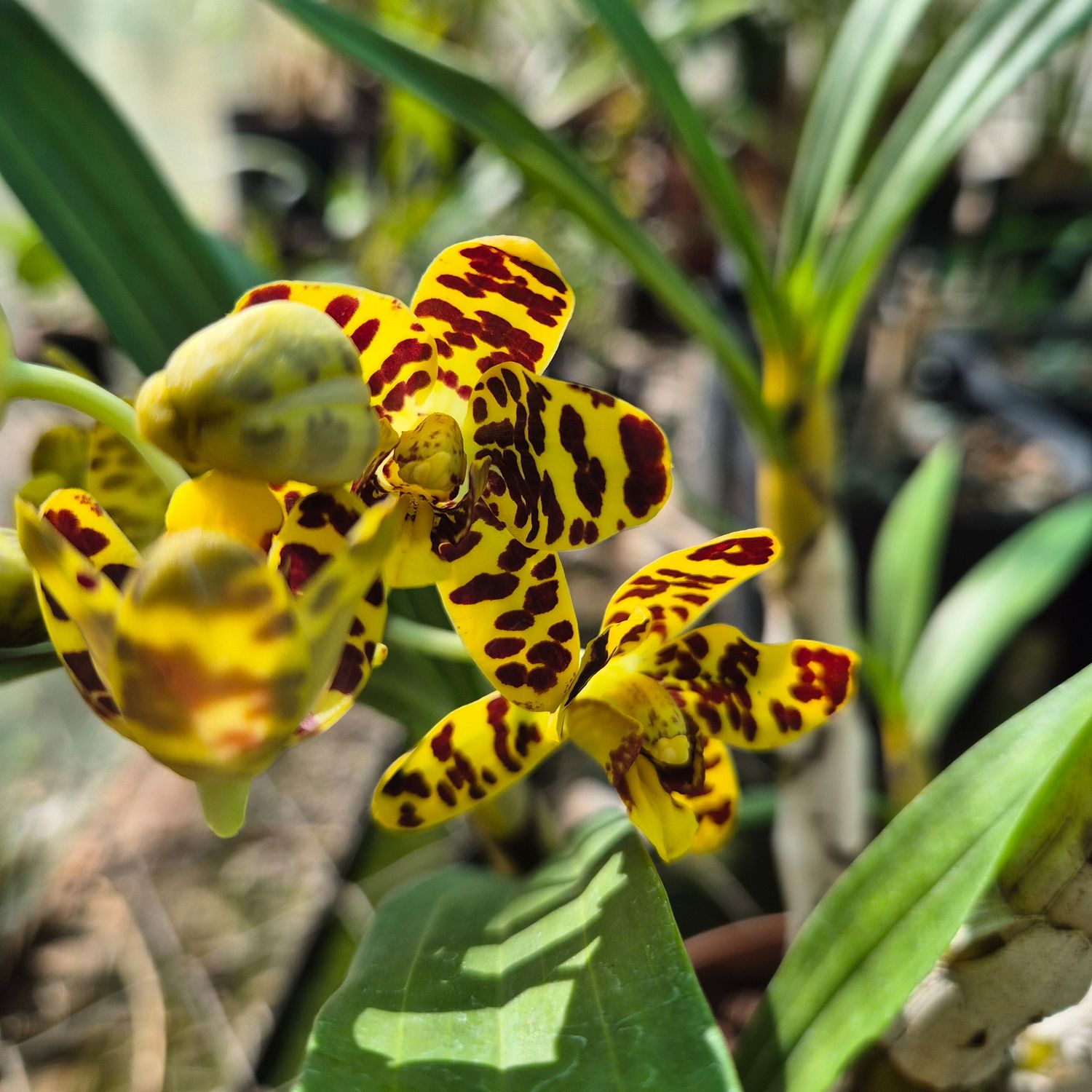 Anselia Africana sib