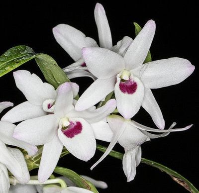 Dendrobium cassiope.