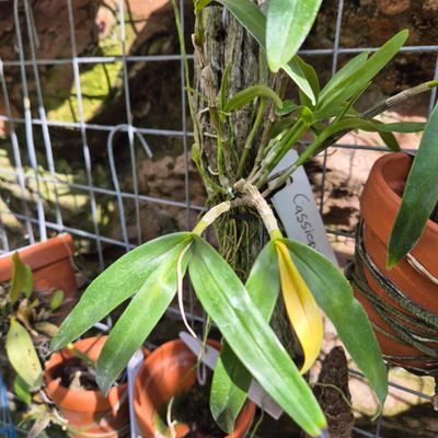 Dendrobium cassiope.