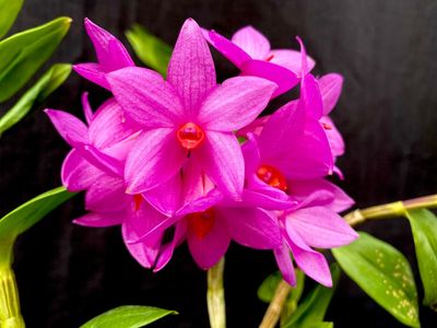 Dendrobium glomeratum &#39;spitzkop x alkmaar&quot;