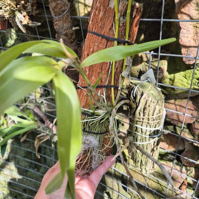 Dendrobium friedercksianum