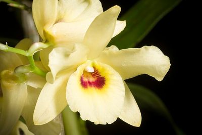 Dendrobium friedercksianum