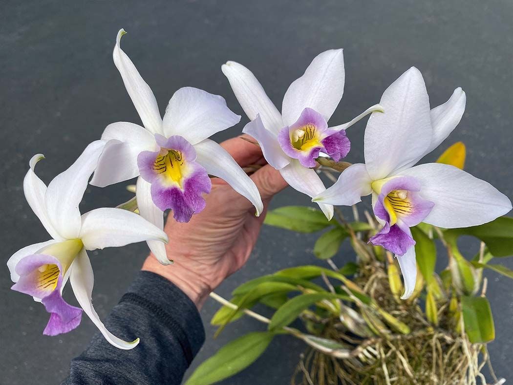 Laelia anceps veichiana