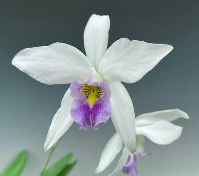 Laelia anceps veichiana
