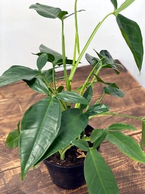 Syngonium podophyllum Tri leaf