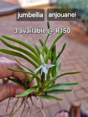 Jumbellia anjouanei