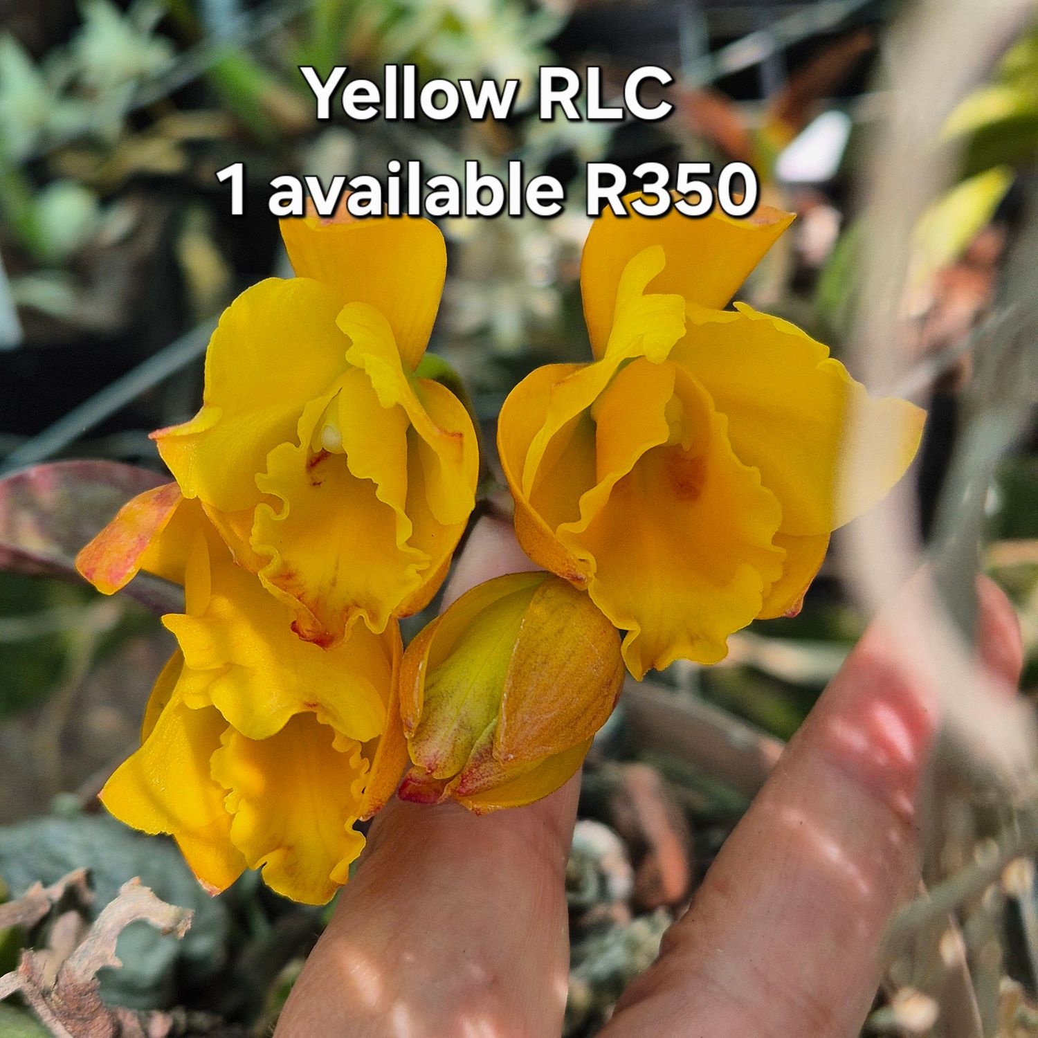 RLC yellow Noid
