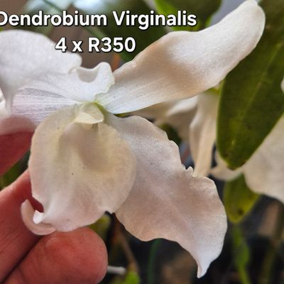 Dendrobium virginalis