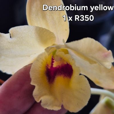 Dendrobium yellow.