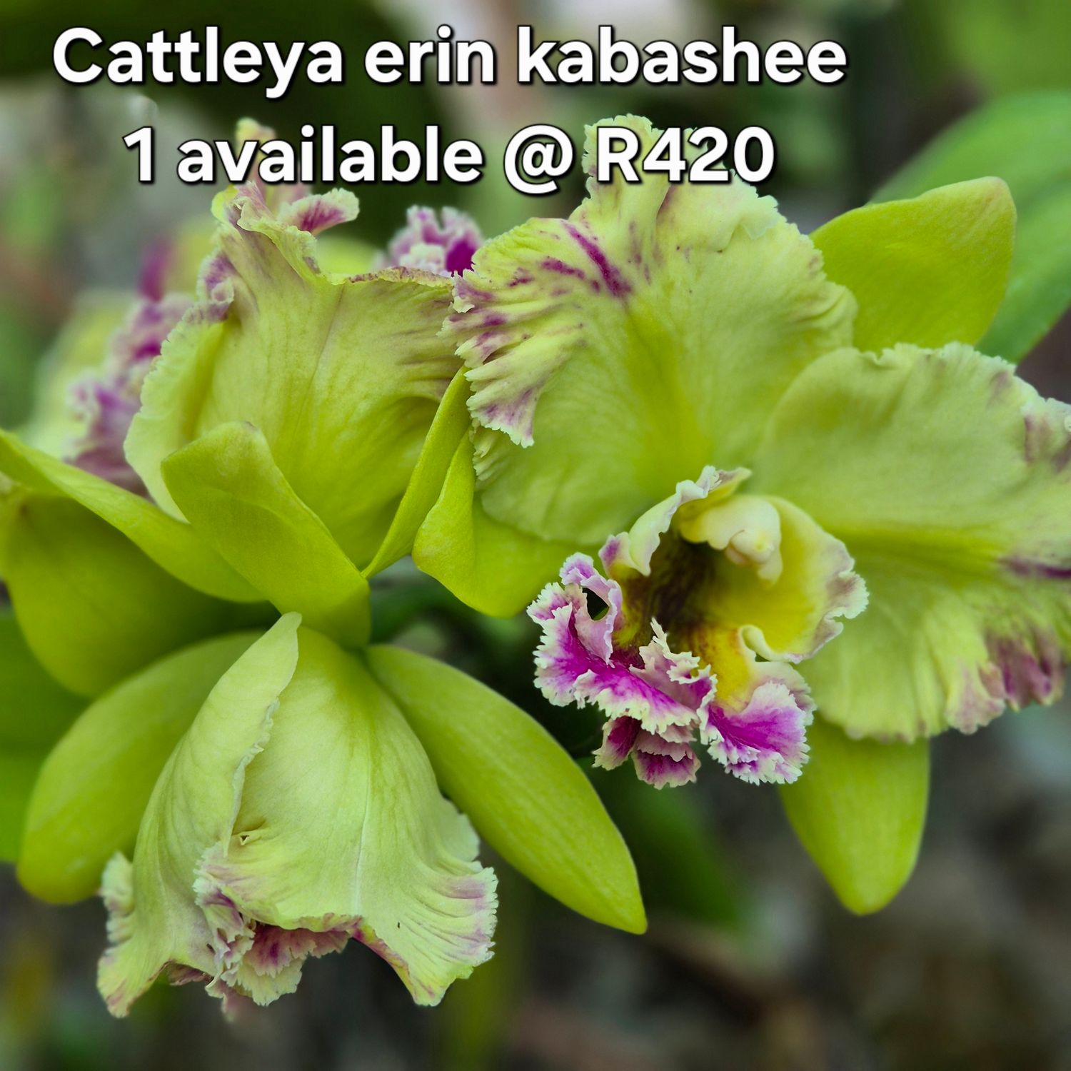 Cattleya erin kabashee