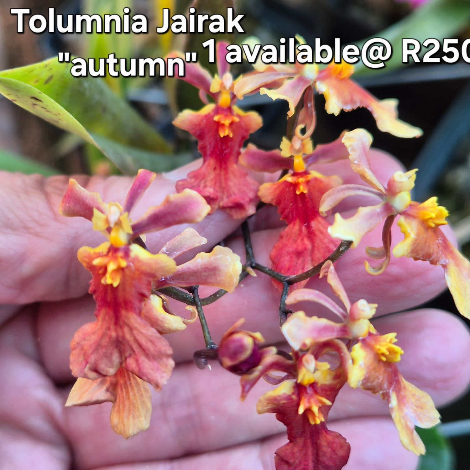 Tolumnia jairak &quot;autumn&quot;