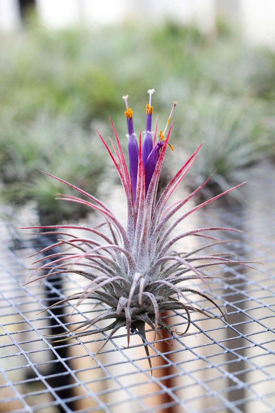 Tillandsia guatemala