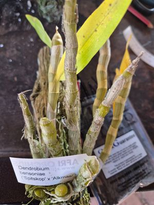 Dendrobium glomeratum 'spitzkop x alkmaar"