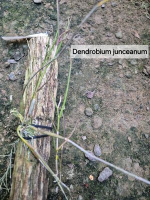 Dendrobium juncseum
