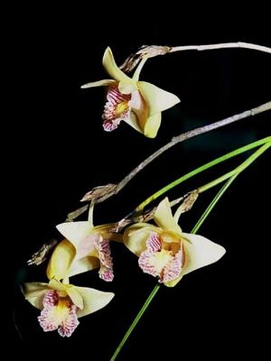 Dendrobium juncseum