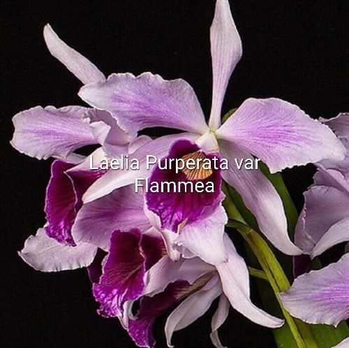 Laelia purperata var flammea
