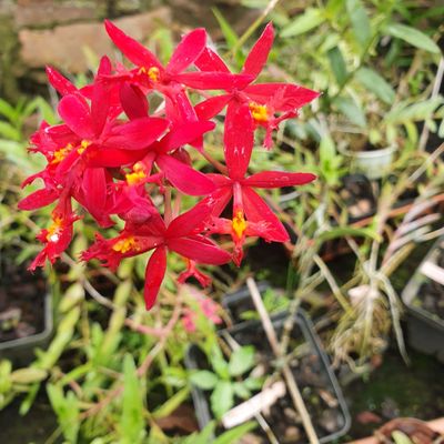 Epidendrium red