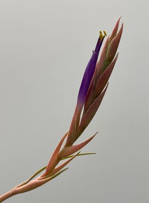 Tillandsia Baileyi