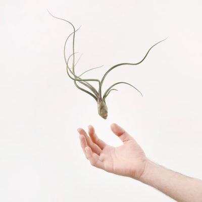 Tillandsia Baileyi