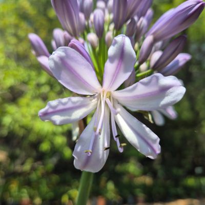 Agapanthus Sky Agapanthus Sky