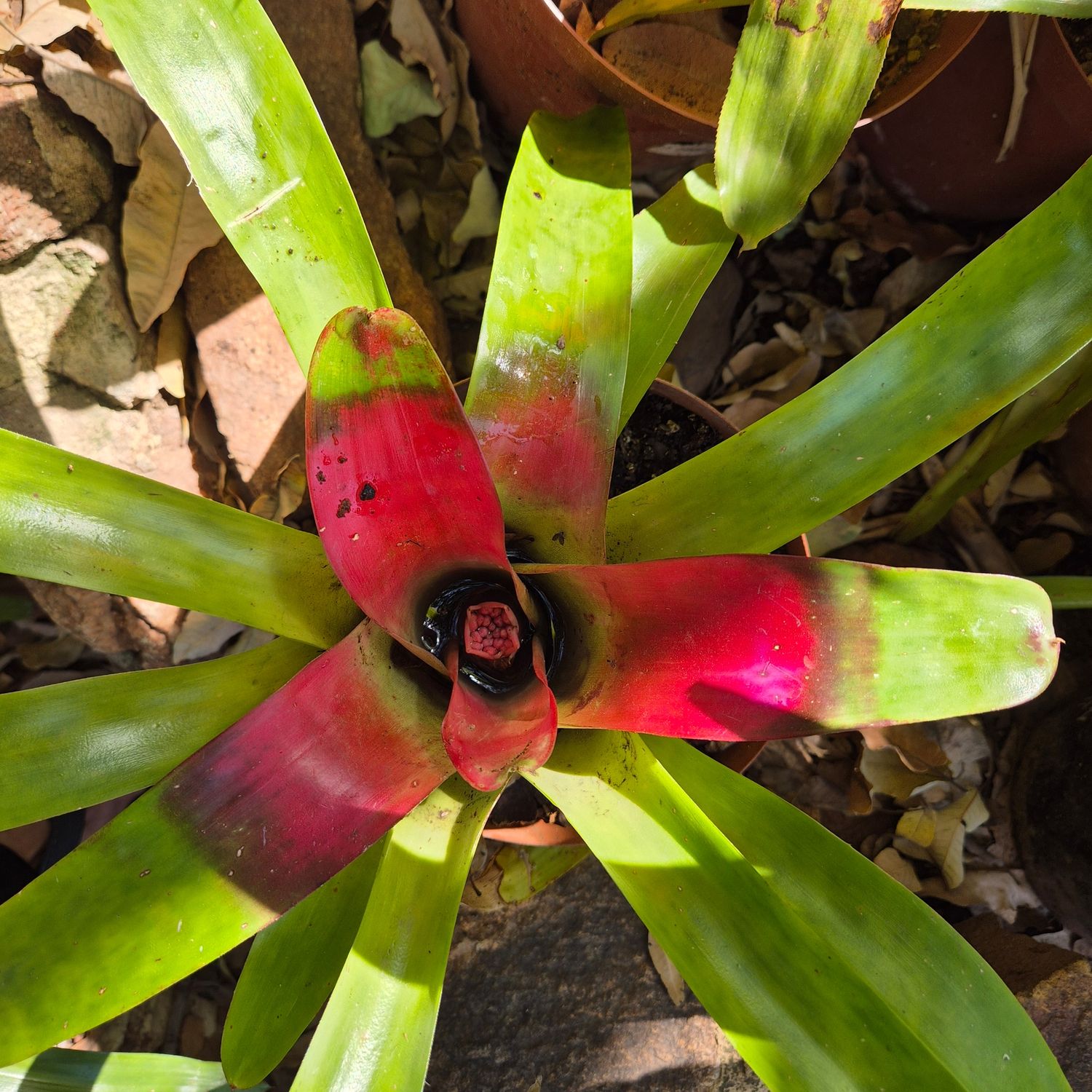 NEOREGELIA Bright red center
