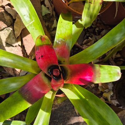 NEOREGELIA Bright red center