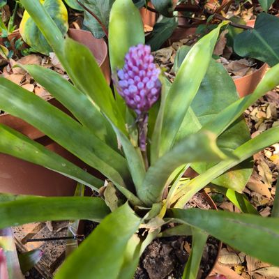 Aechmea cylindrata blue cone