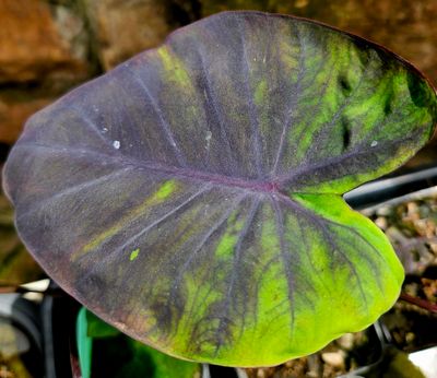 Colocasia Black and Green Small (lost tag) Colocasia Black and Green Small (lost tag)
