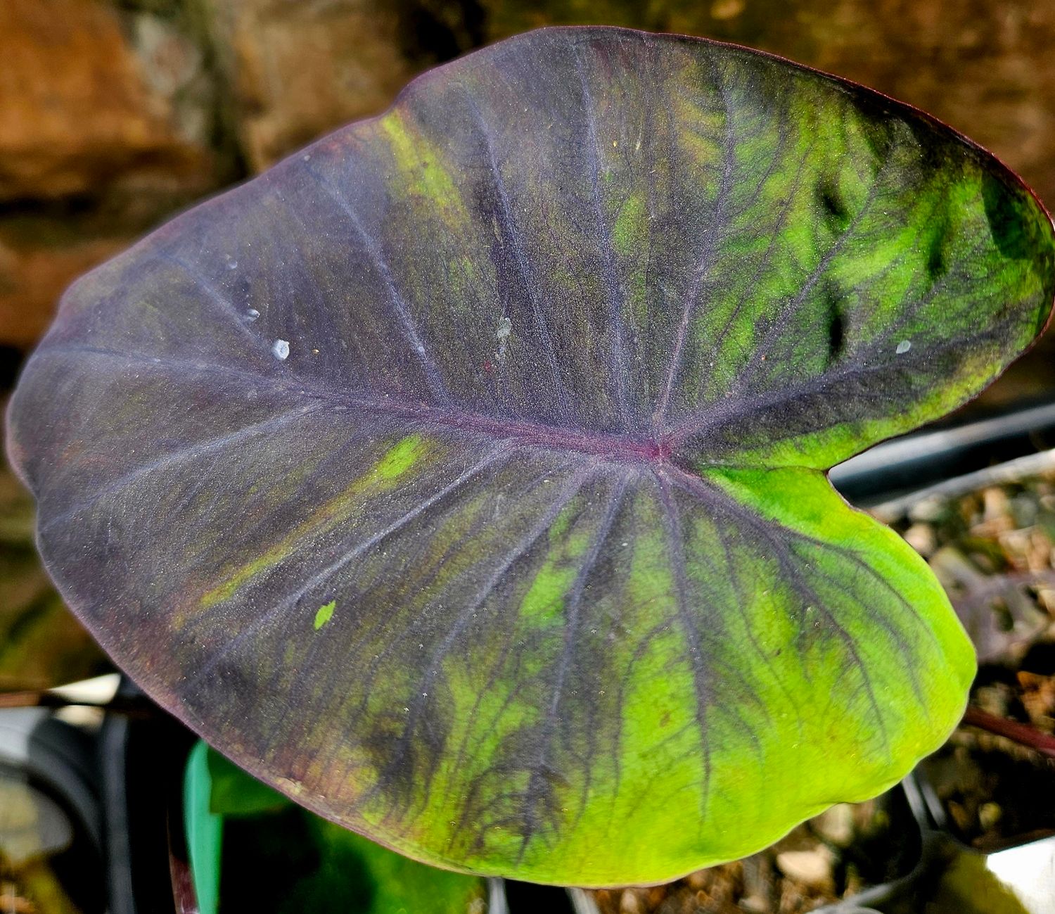 Colocasia Black and Green Small (lost tag)