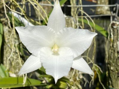 Laelia anceps Tafelberg x Sabie
