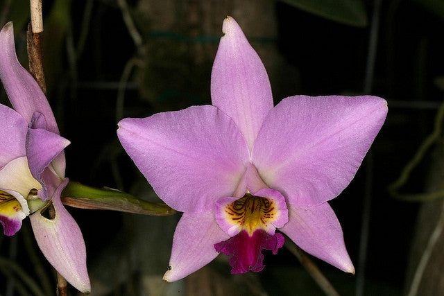 Laelia anceps Walbrunn x self