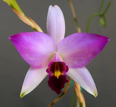 Laelia Anceps Guerrero
