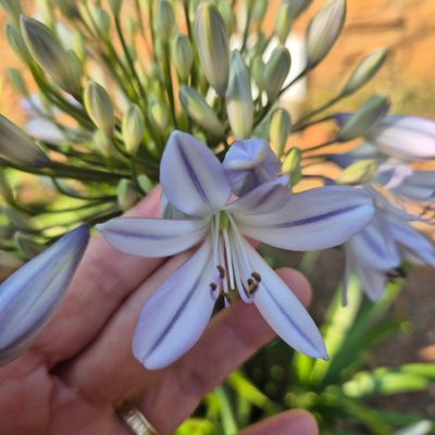 Agapanthus babys breath