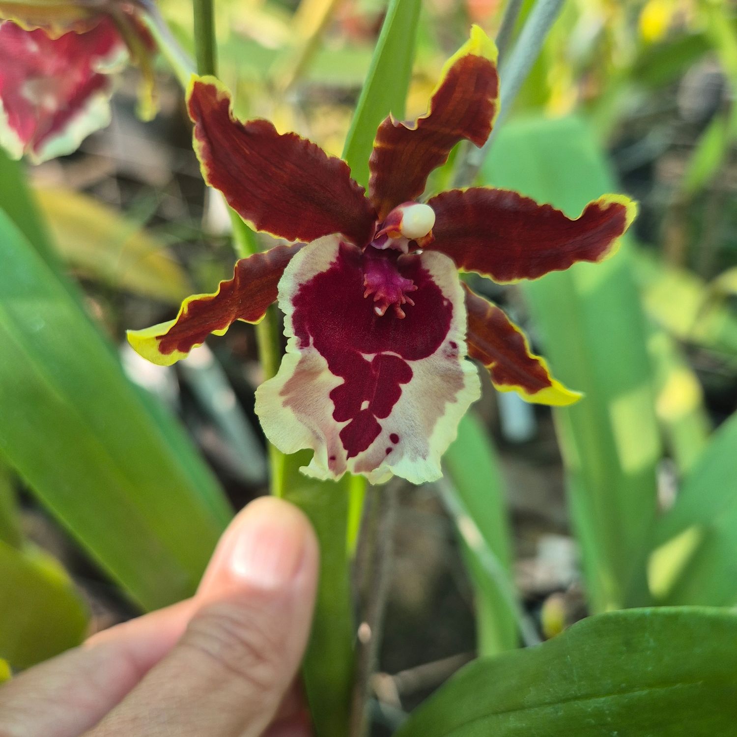 Oncidium lorraines