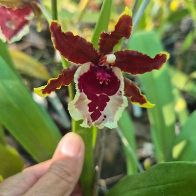 Oncidium lorraines Oncidium lorraines