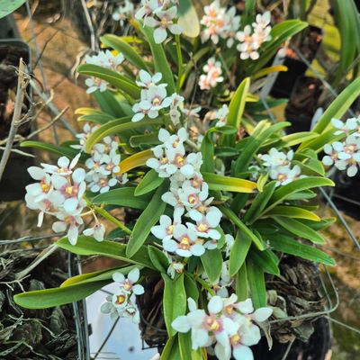 Sarcochilus Hartmanii