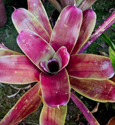 Neoregelia Maya