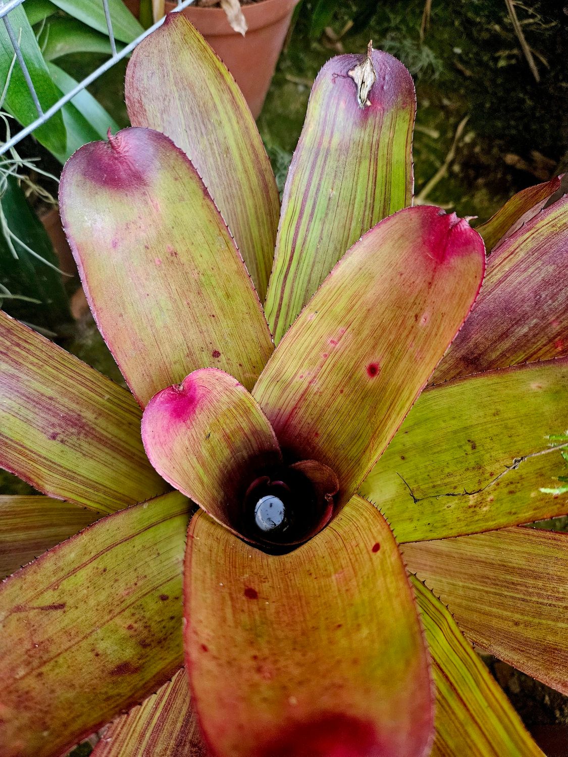 Neoregelia Song Lines