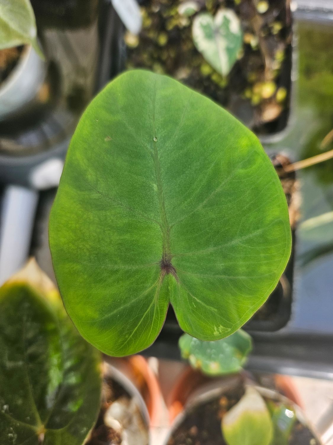 Colocasia Blood Fallen Small