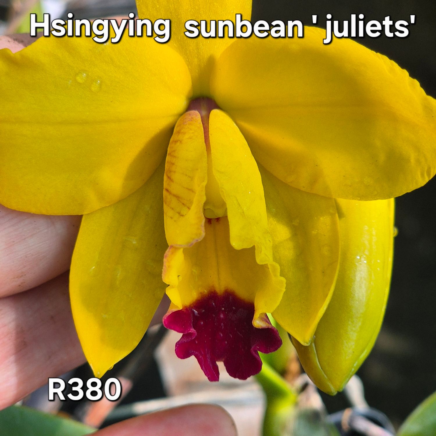 RLC Hsingying sunbeam &#39;juliets&#39;