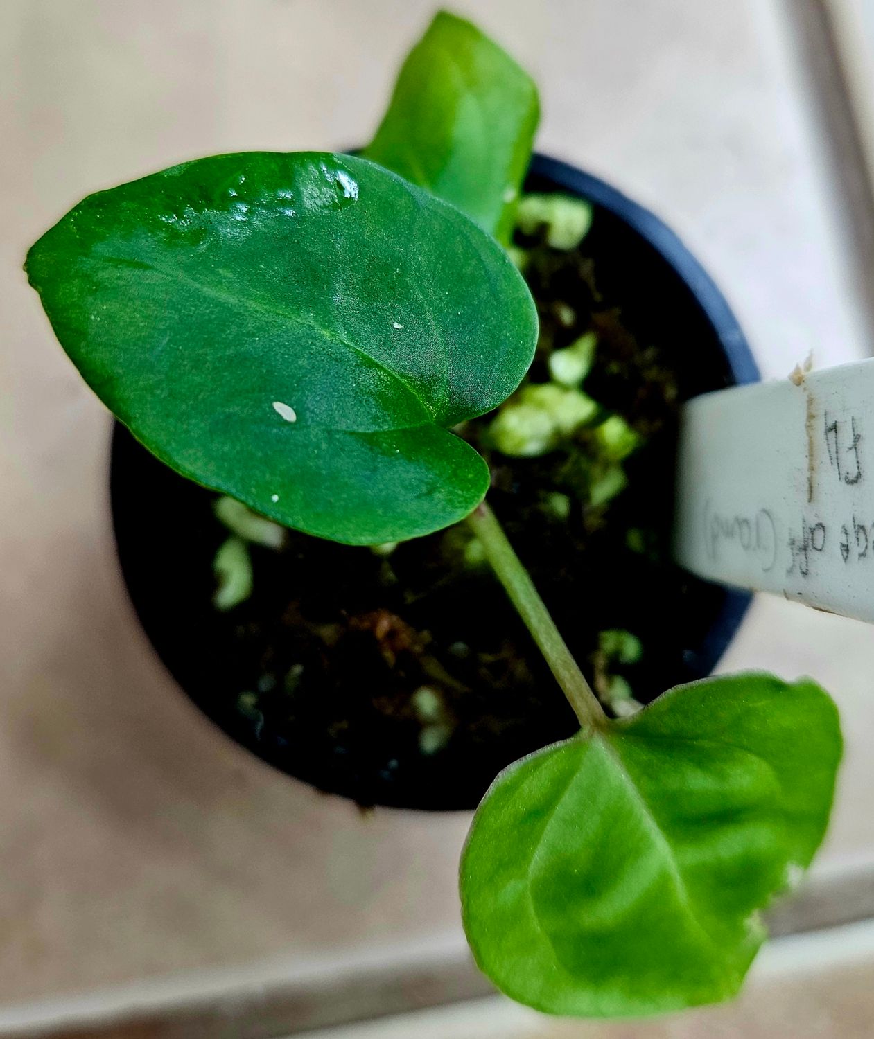 Anthurium Besseae aff (Round Form) x Zara F4