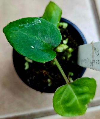 Anthurium Besseae aff (Round Form) x Zara F4