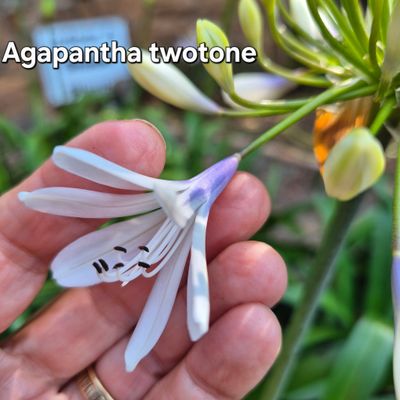 Agapanthus two tone