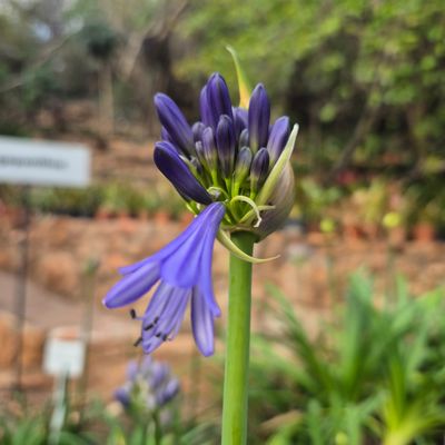 Agapanthus Joni