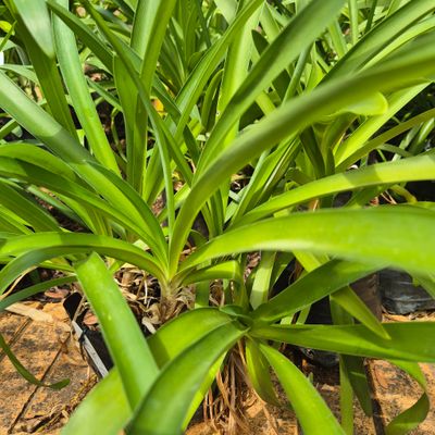 Agapanthus cotton candy