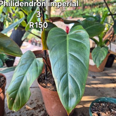 Philidendron imperial