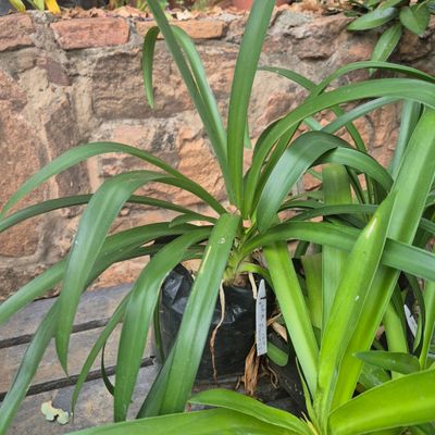 Agapanthus white princess