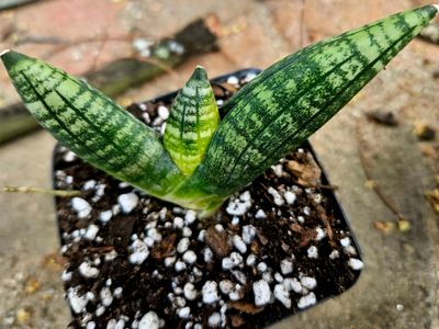 Sanseveria Boncel Sanseveria Boncel