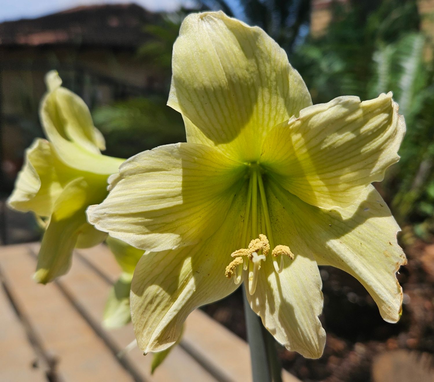 Amaryllis Lemon Sorbet Amaryllis Lemon Sorbet